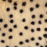 Pony Hair Cheetah Print Pretty CC Clutch AP5360 Bag